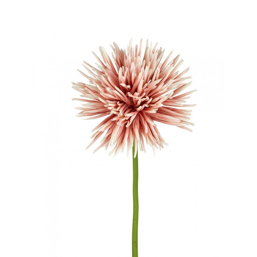 Chrysanthemum Stem H670mm Blush