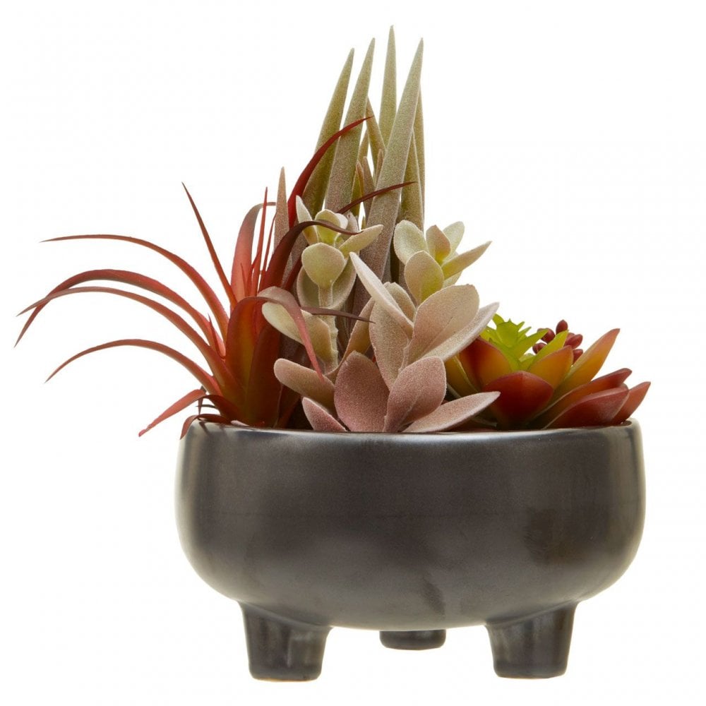 Fiori Mixed Succulents In Grey Ceramic Pot