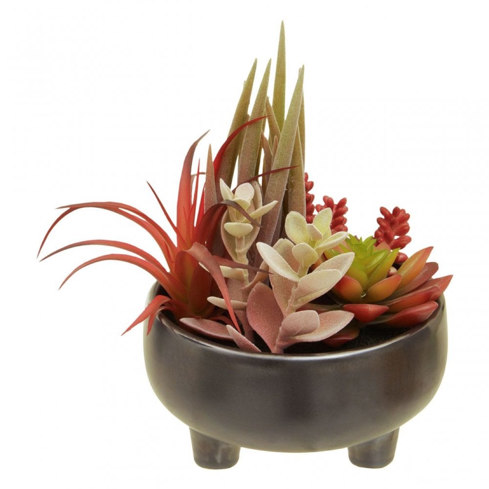 Fiori Mixed Succulents In Grey Ceramic Pot