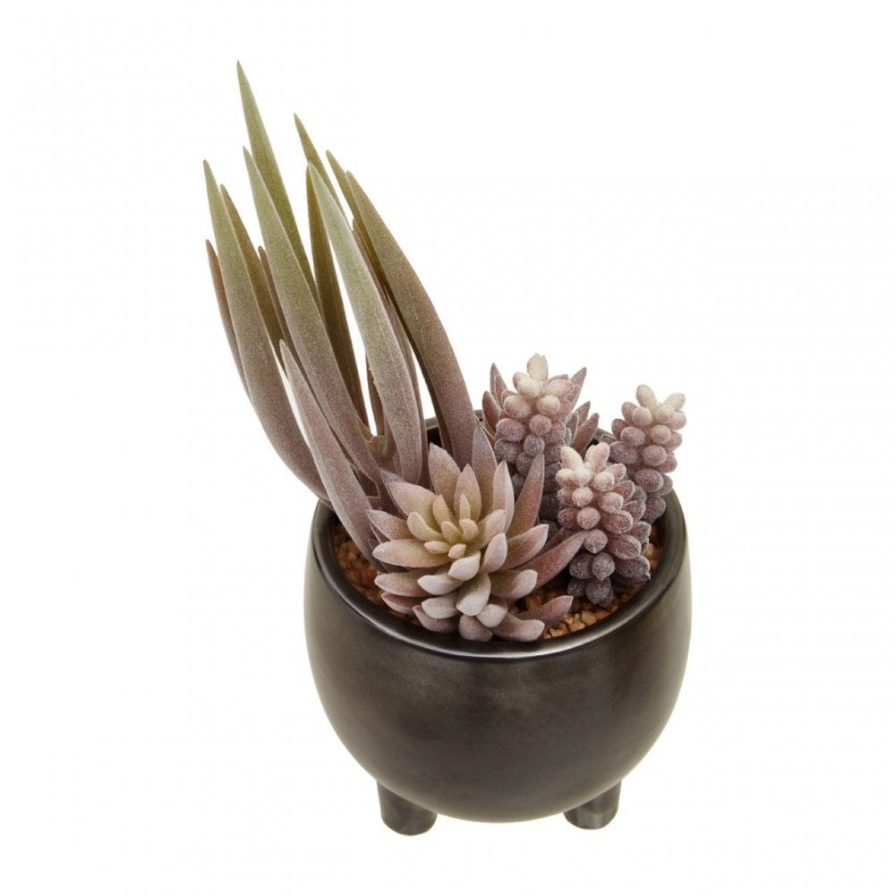 Fiori Mixed Succulents In Ceramic Pot