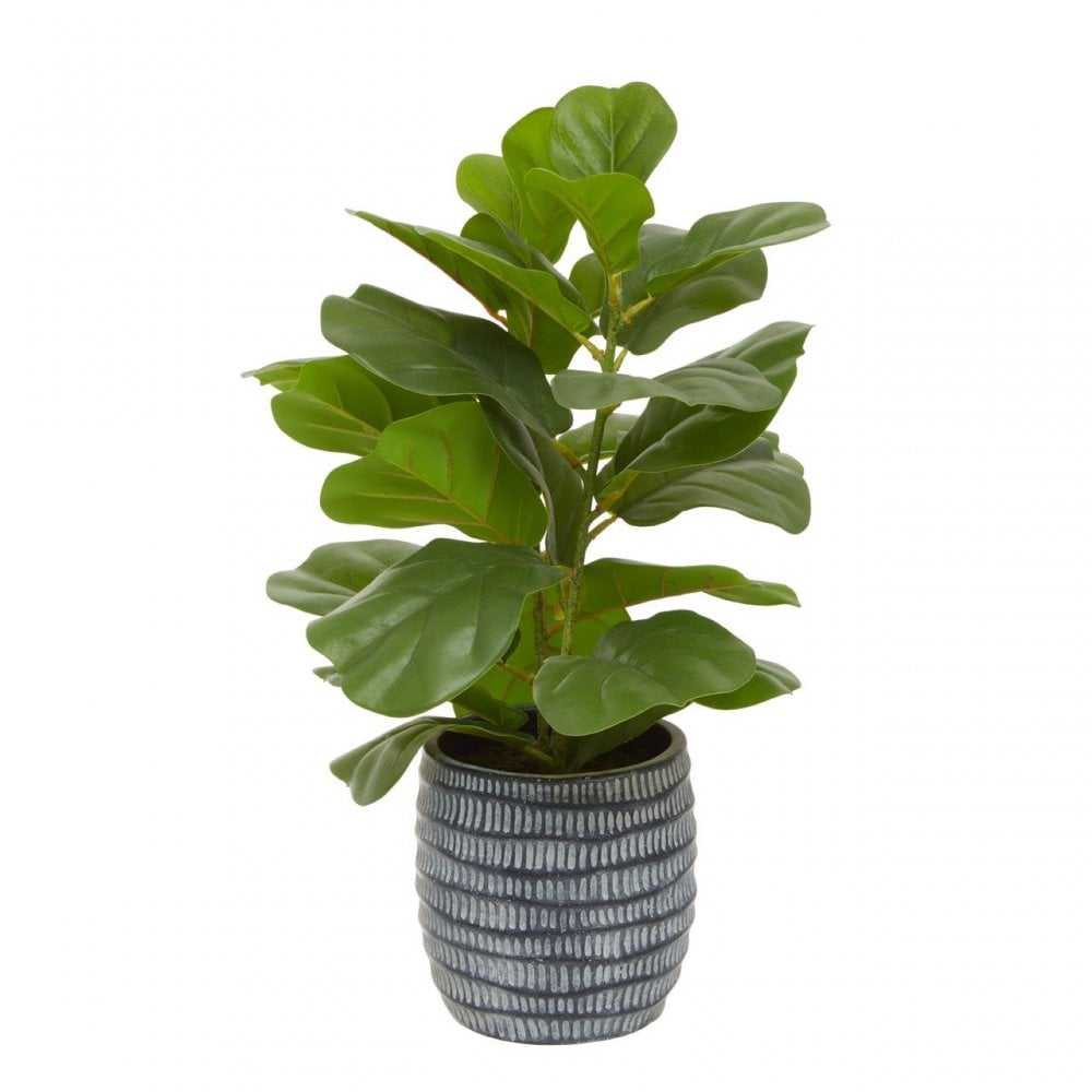 Fiori Ficus Tree