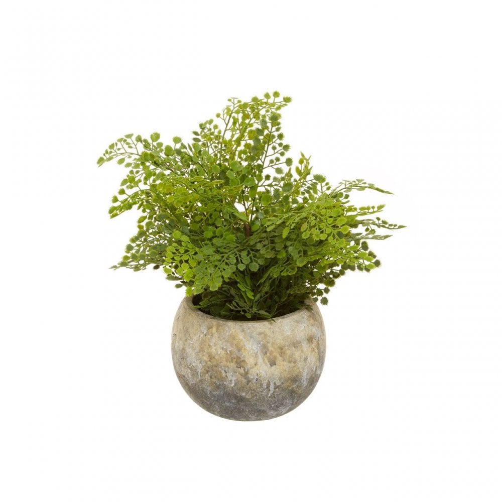 Fiori Fern With Cement Pot