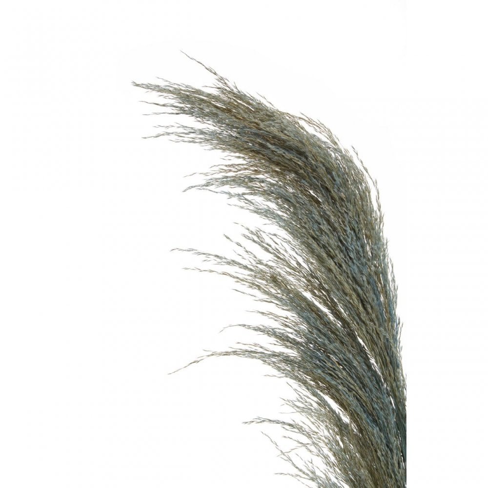 Fiori Pampas Grass Blue Stem