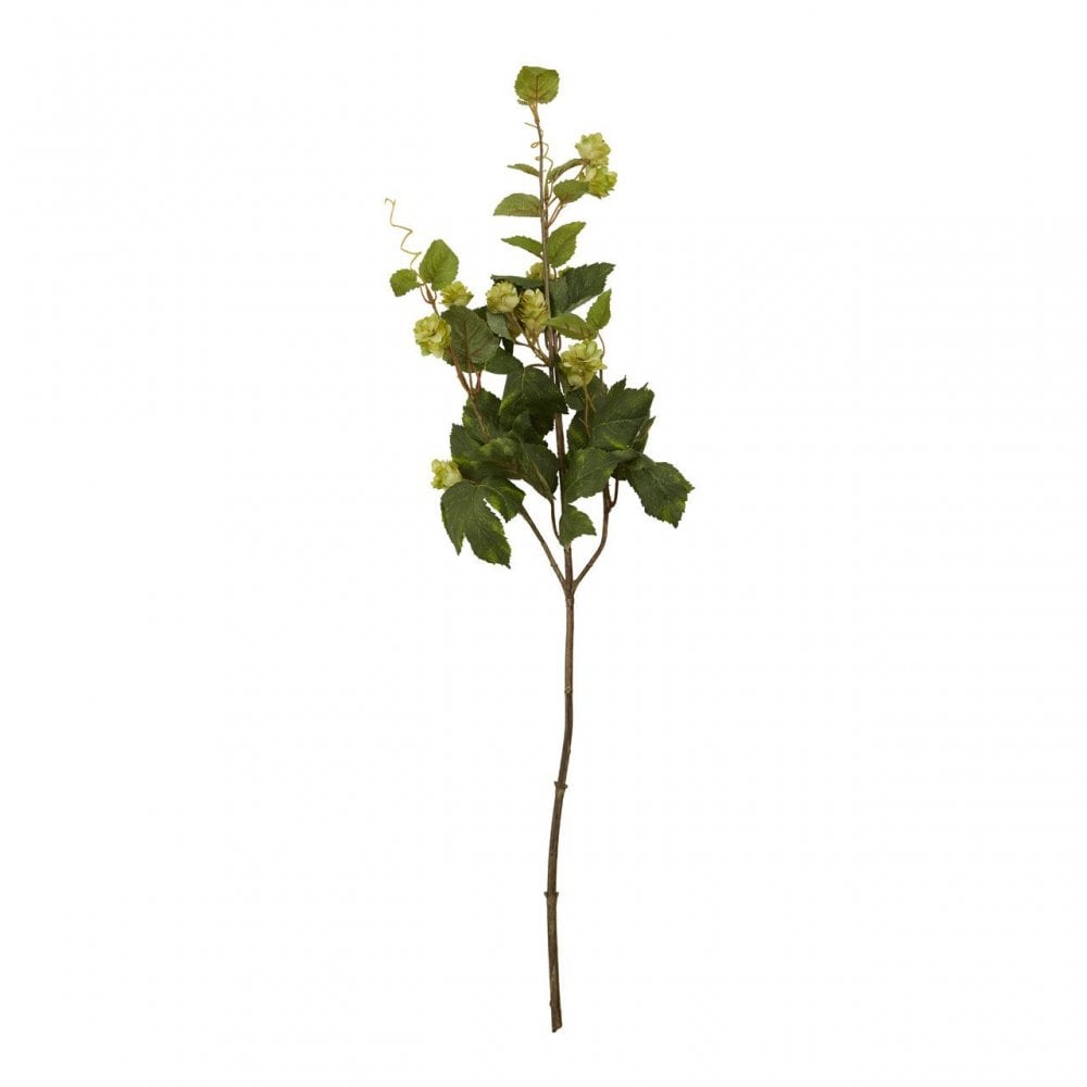 Fiori Pale Lime Hops - 88Cm