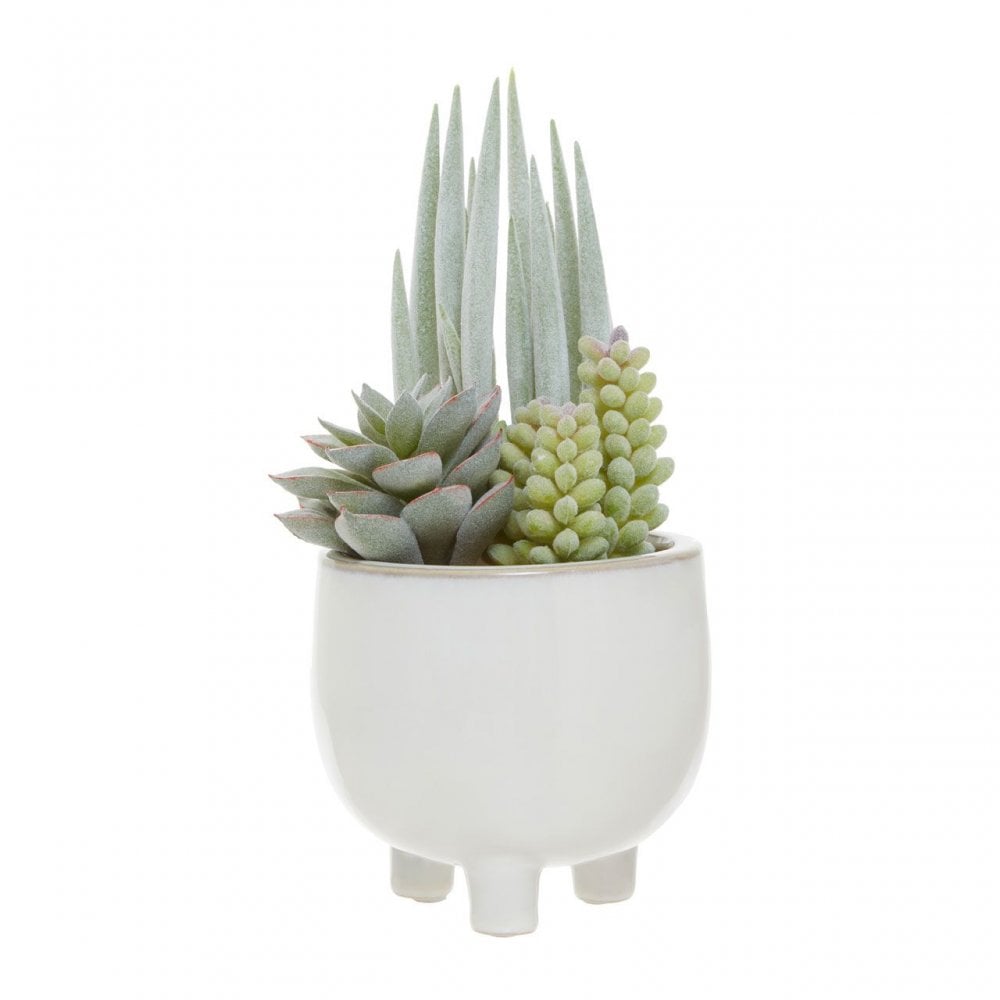 Fiori Mixed Succulents In Ceramic Pot