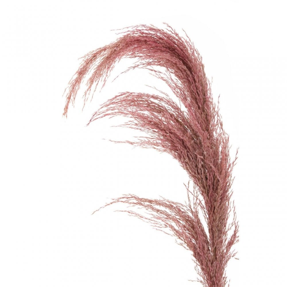 Fiori Pink Stem Pampas Grass