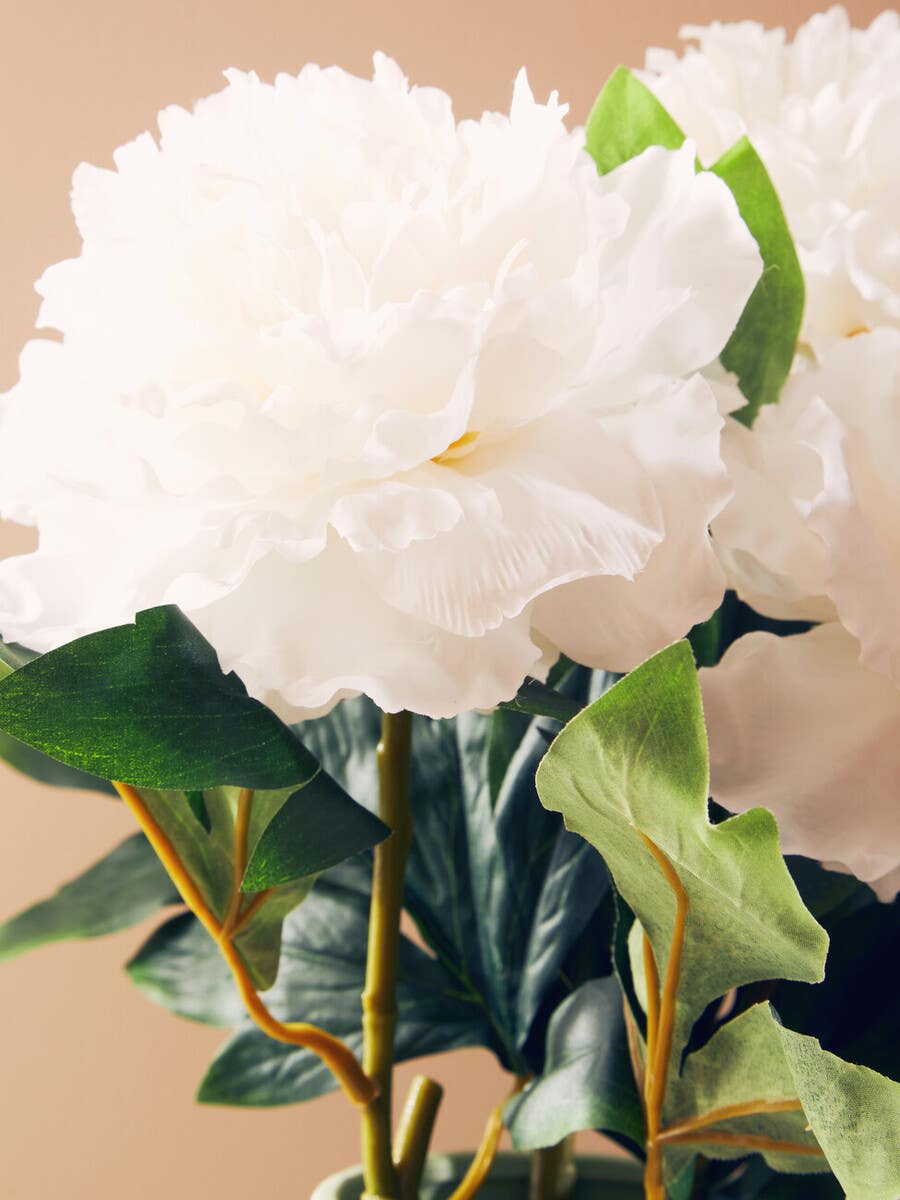 White Peony Stem