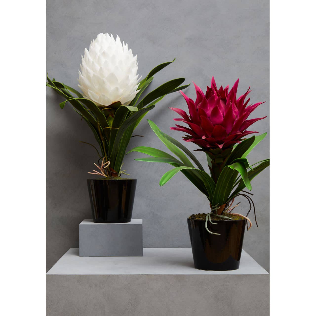 Pink Tropical Plant With Black Ceramic Pot