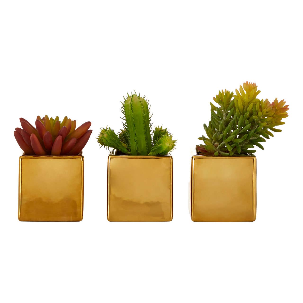 Mini Succulents Fiori With Gold Pot -  Set Of 3