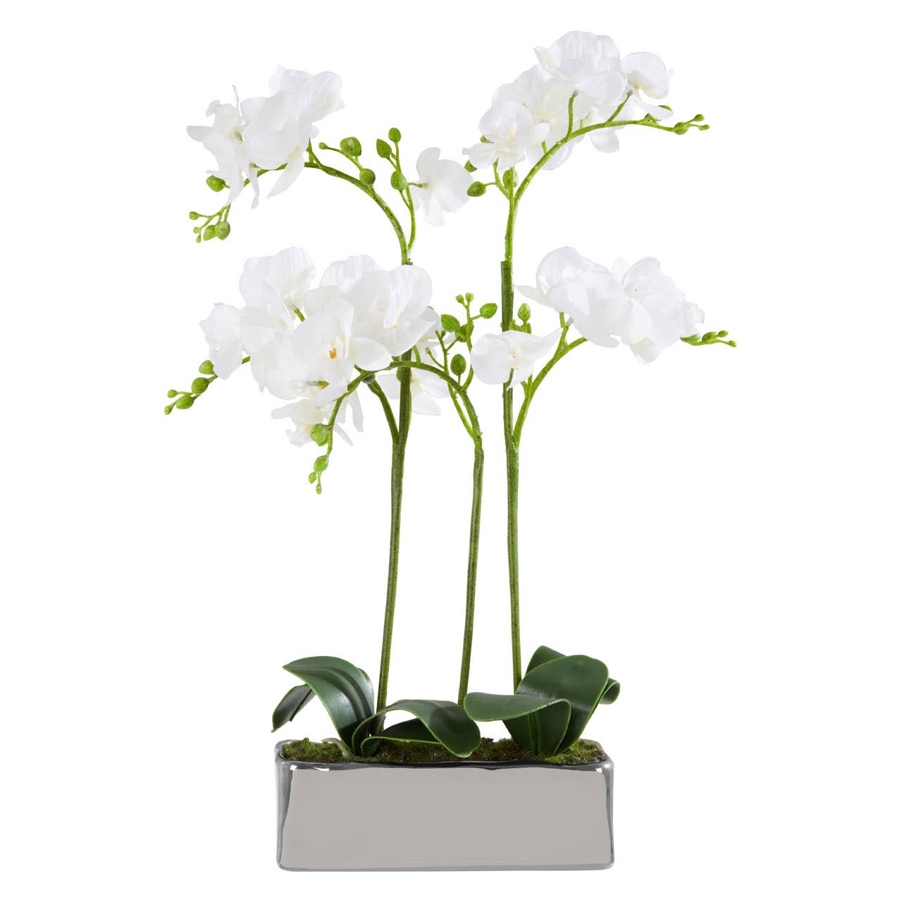 Fiori White Orchid Plant / Silver Finish Pot