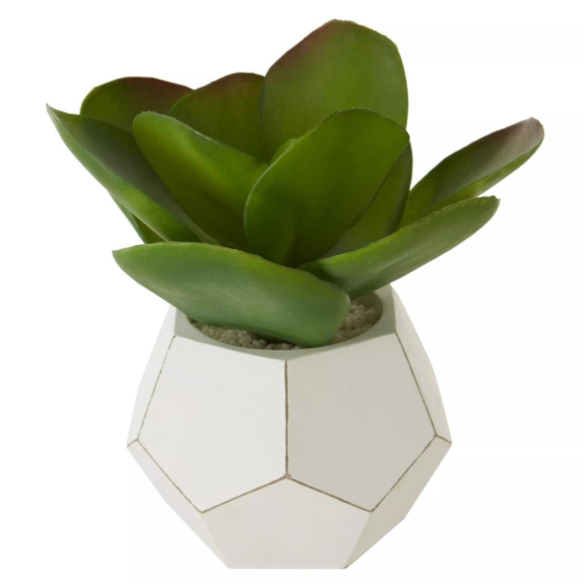 Fiori White Cement Pot Succulent