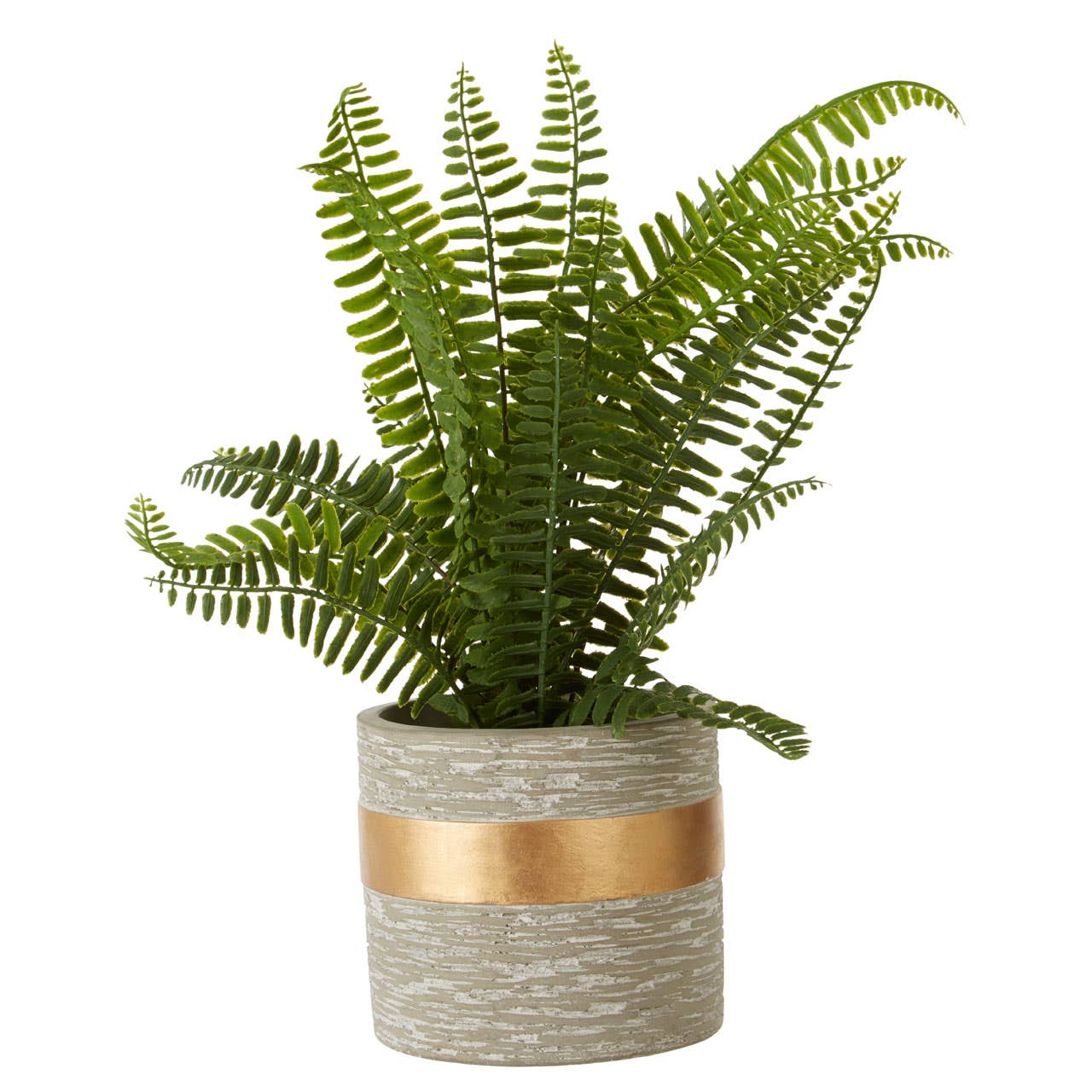 Fiori Boston Fern Succulent