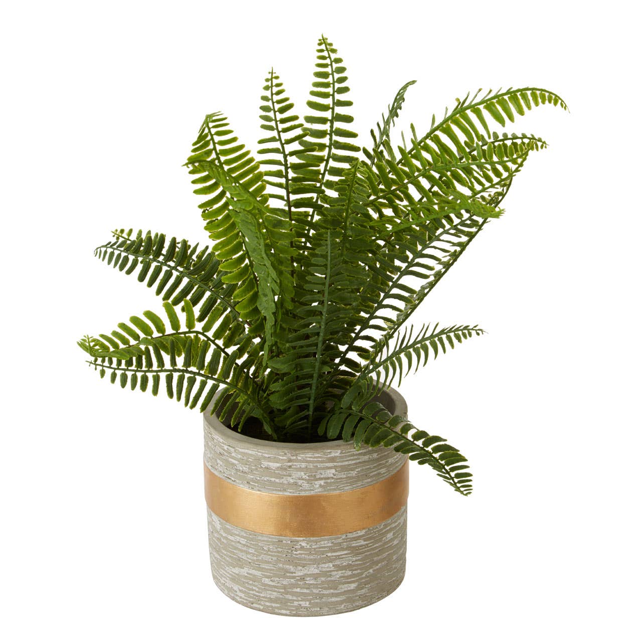 Fiori Boston Fern Succulent