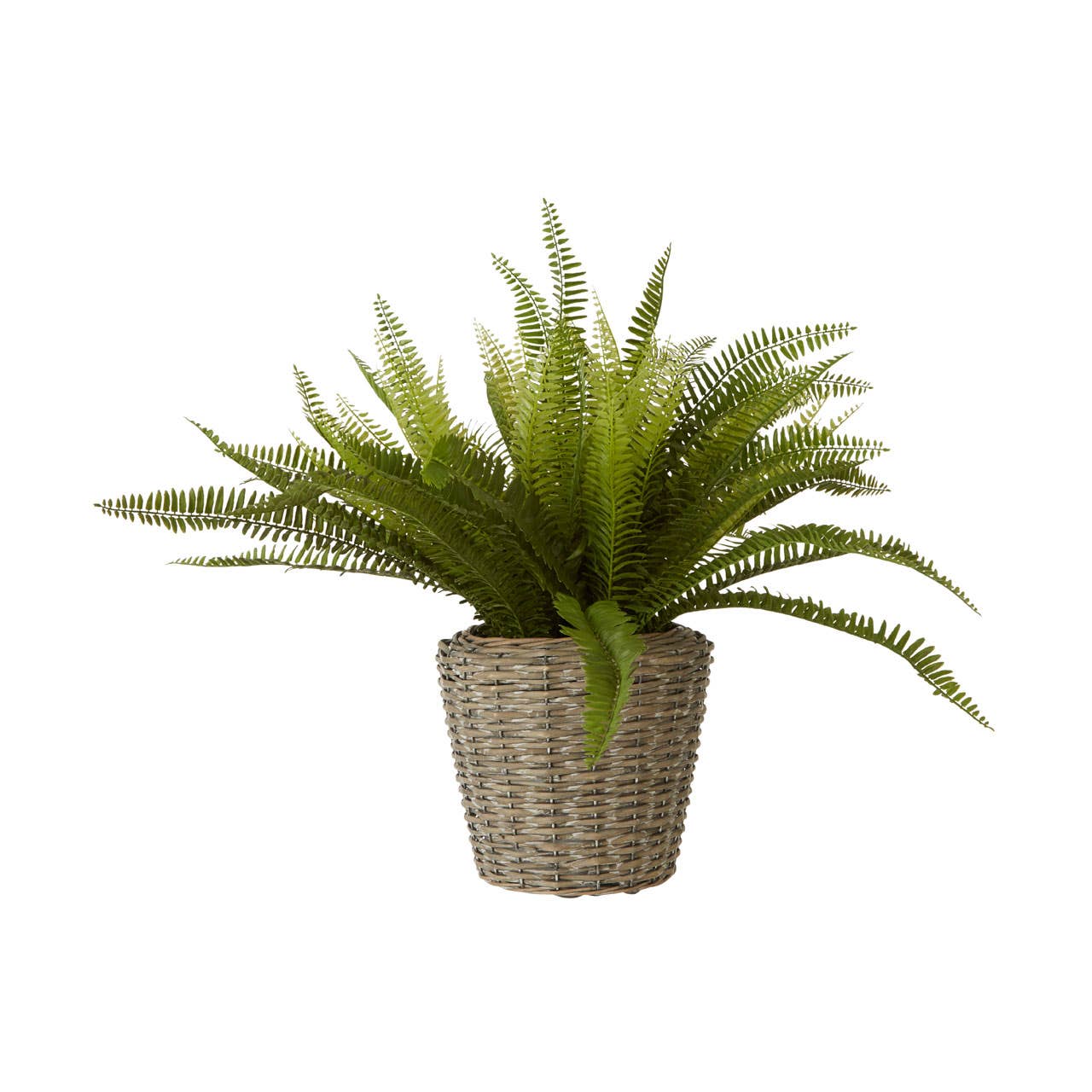 Fiori Boston Fern Succulent