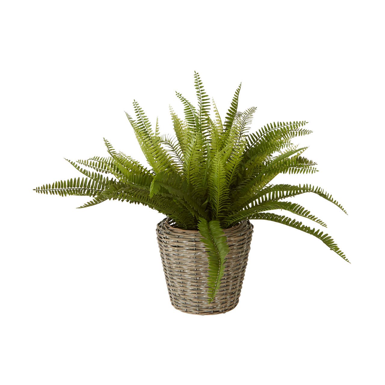 Fiori Boston Fern Succulent